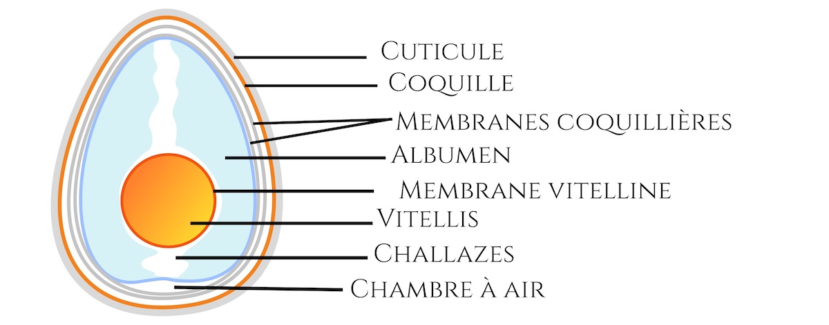 oeuf anatomie