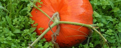 Huile de Pépins de Courge