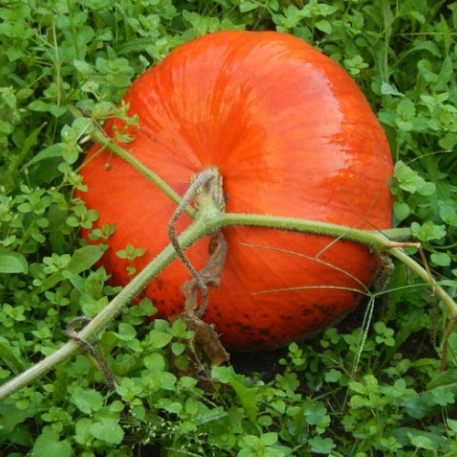 Huile de Pépins de Courge