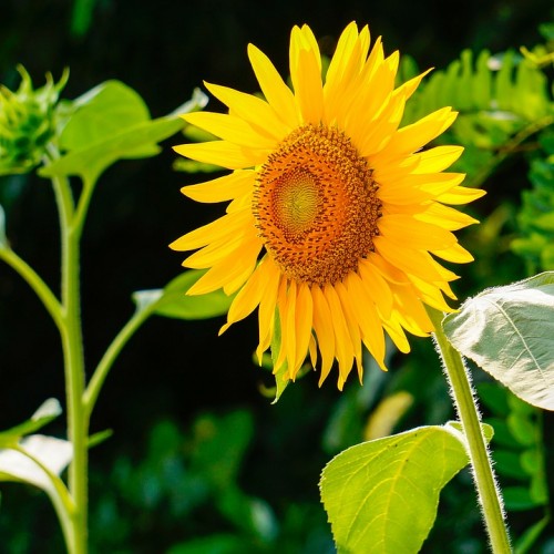 Huile de Tournesol