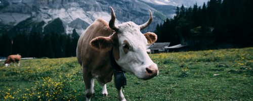 Vache et boeuf, madame et monsieur bovin