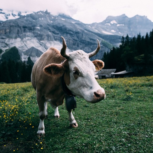 Vache et boeuf, madame et monsieur bovin