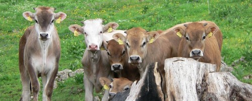 Veau, le petit de madame et monsieur bovin