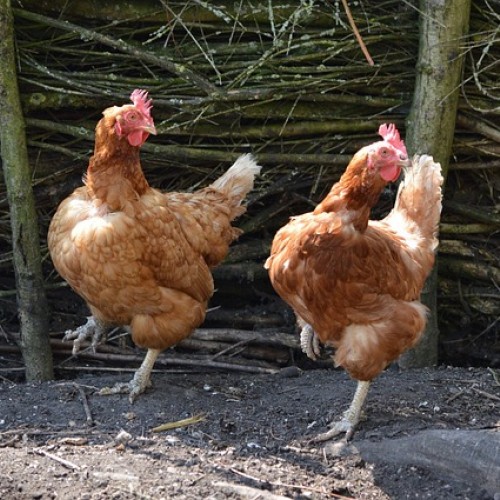 Quelle est la différence entre une dinde et un poulet ?