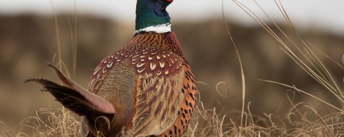 Gibiers, histoire de plumes et de poils